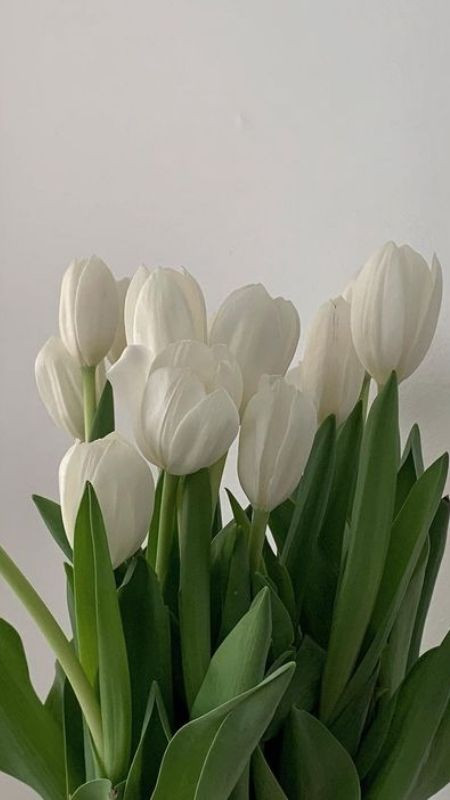 Hoa tulip trắng nhẹ nhàng và thanh cao