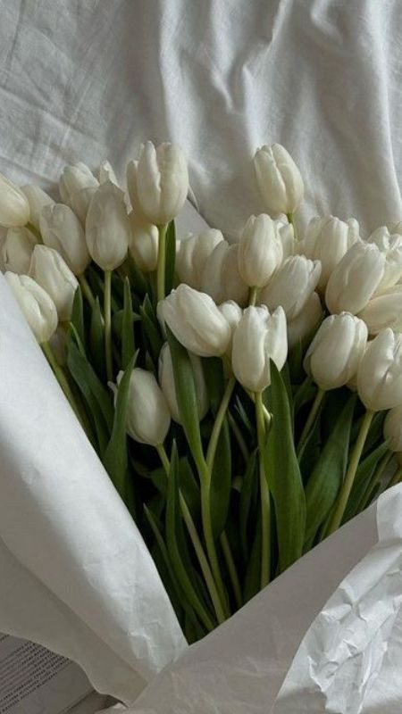 Hoa tulip trên nền vải trắng nền nã và nhẹ nhàng