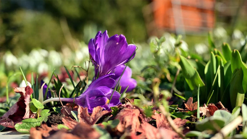 Hoàng hôn chiếu sáng vườn hoa cúc tím