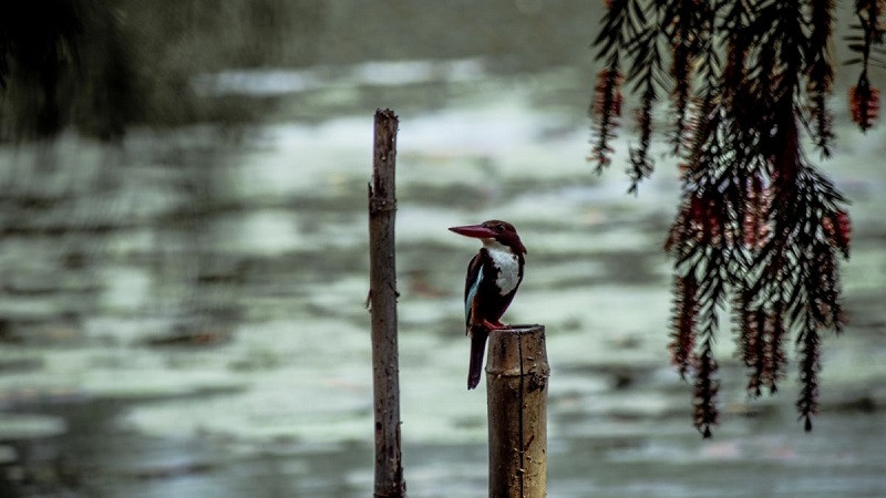 Hoàng hôn tím buồn trên biển, mang nét suy tư của ảnh phong cảnh buồn