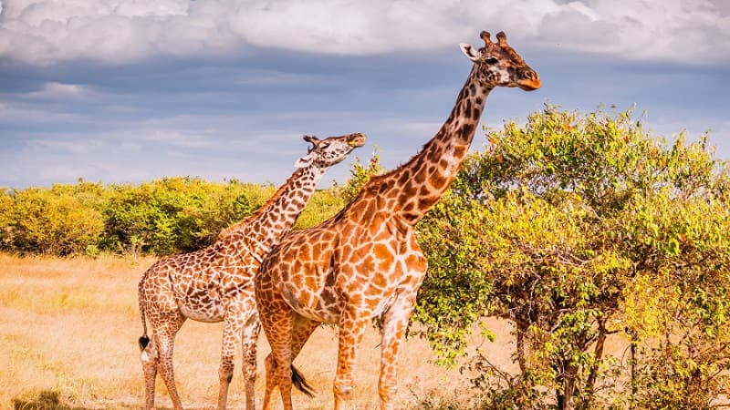 Hươu cao cổ đang ăn lá cây trên cành cao