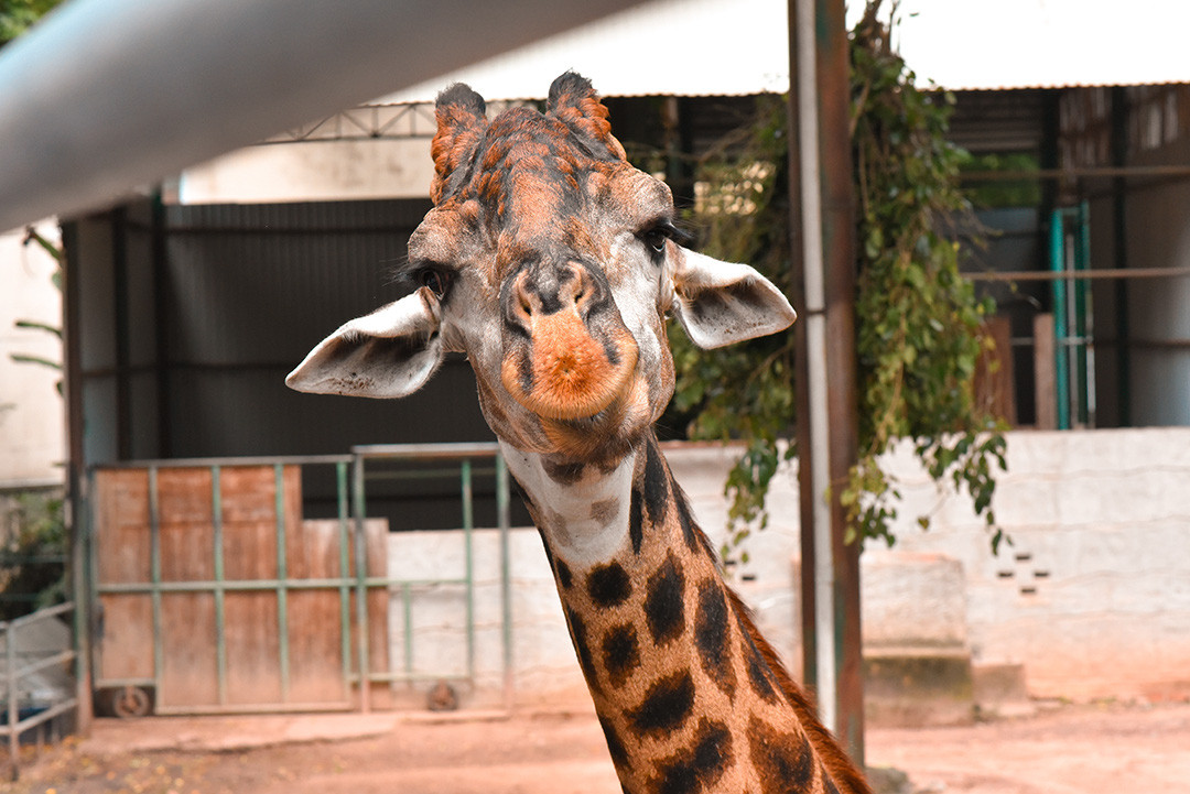 Hươu cao cổ như đang bật cười sảng khoái