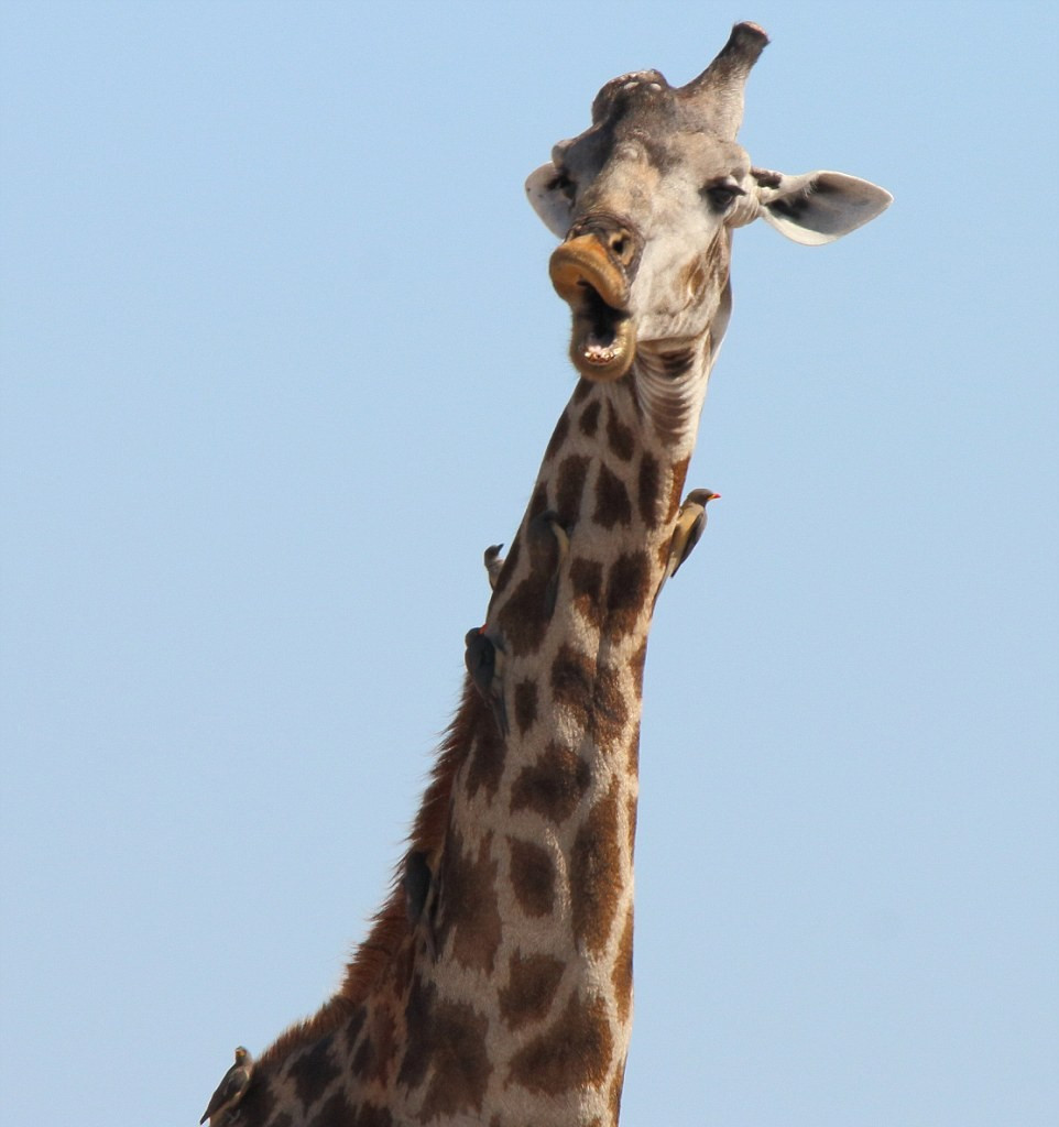 Hươu cao cổ trong tư thế như đang chơi đùa