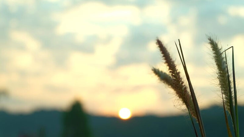 Khoảnh khắc bình minh dịu dàng với sương sớm