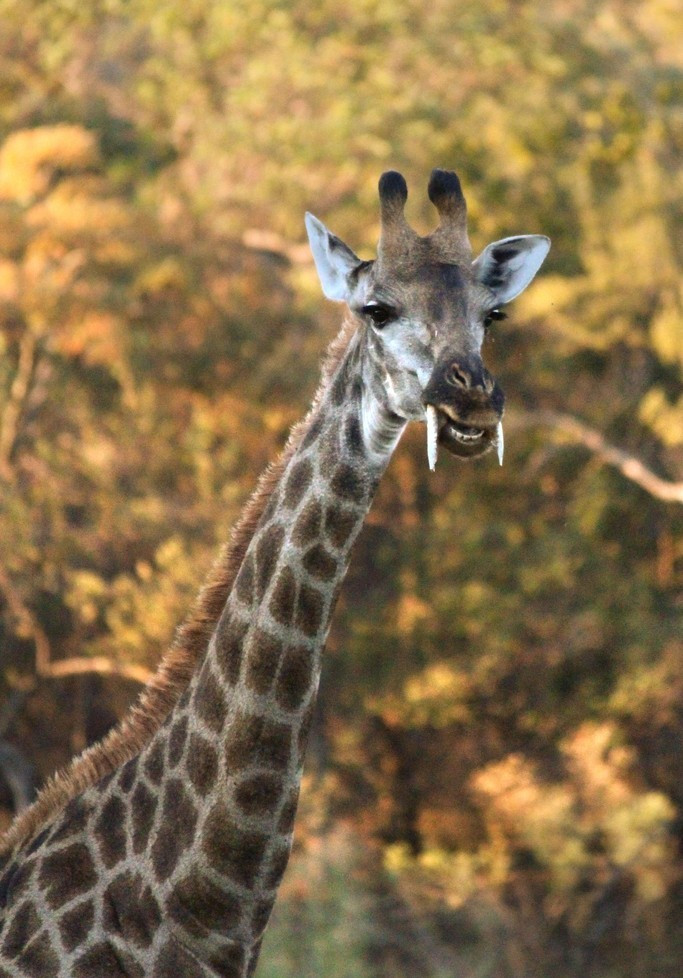 Khoảnh khắc hươu cao cổ bị sặc nước