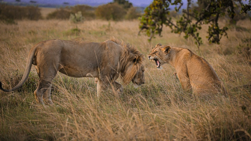 Khoảnh khắc sư tử trong ảnh đẹp thiên nhiên 3D