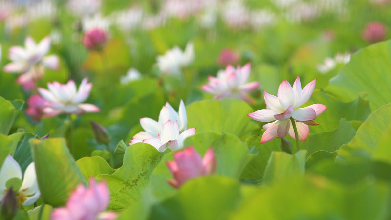 Khung cảnh buổi sáng sớm trên ao sen với sương mờ ảo