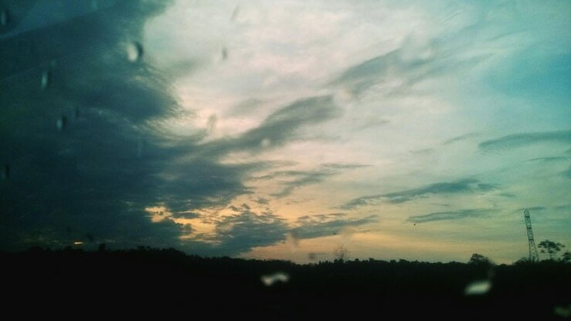 Khung cảnh mưa rơi qua tán cây, bầu trời xám xịt