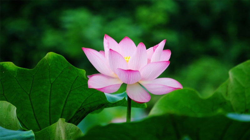 Khung cảnh thanh bình với sen hồng nở trên mặt nước