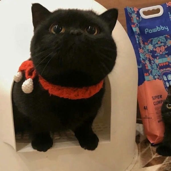 Khuôn mặt mèo đen dễ thương với đôi mắt to tròn