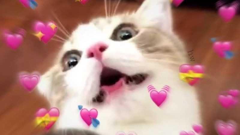 Khuôn mặt mèo meme tỏ vẻ nghiêm túc