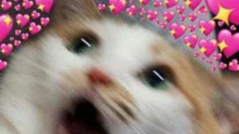 Khuôn mặt ngộ nghĩnh của chú mèo meme