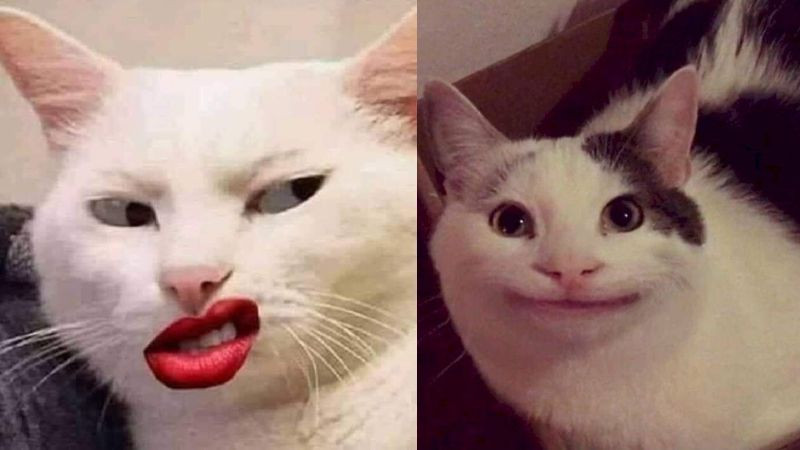 Mặt mèo cười đểu bựa