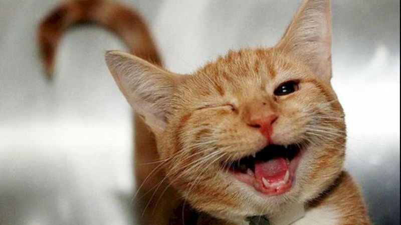 Mặt mèo cười giải trí