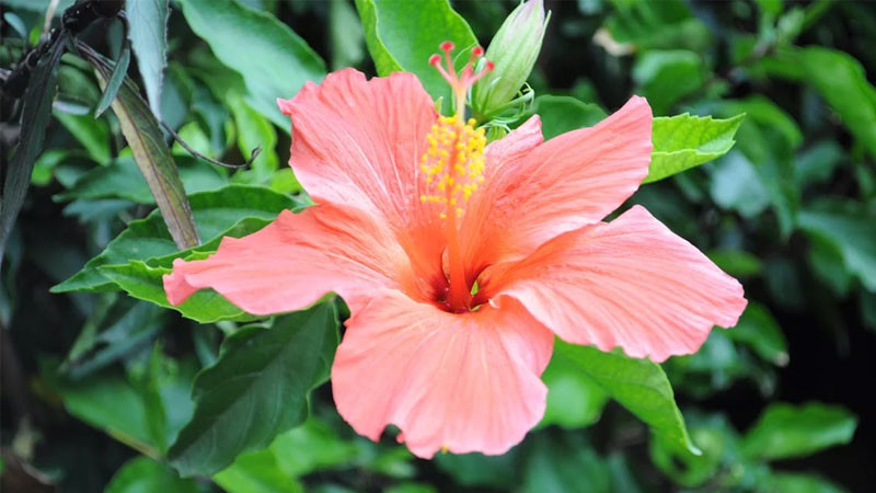 Mặt trời chiều chiếu sáng cánh đồng hoa vàng rực rỡ