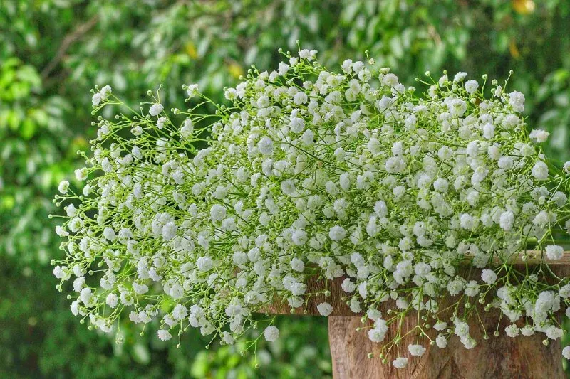 Hình ảnh minh họa ứng dụng của **màu hồng baby** trong trang trí nội thất phòng bé.