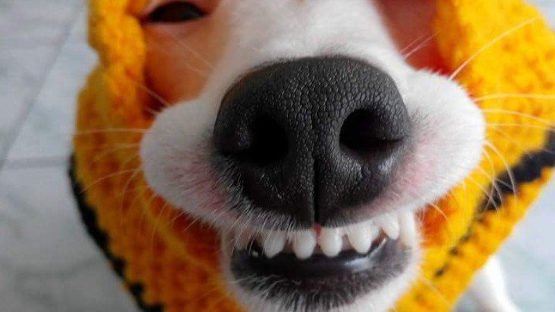 Meme hài hước từ gương mặt &quot;ngáo ngơ&quot; của thú cưng