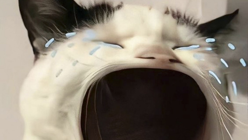 Meme mèo biểu cảm khó tả