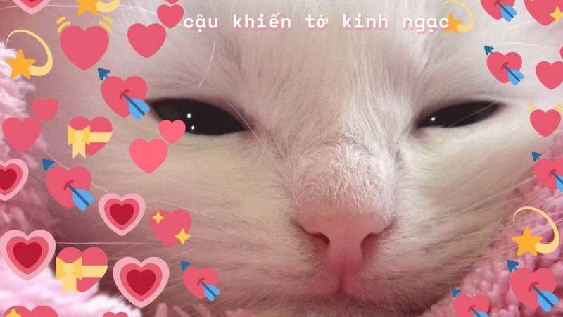 Meme mèo biểu cảm ngạc nhiên, một trong những hình ảnh chế hài hước mới nhất về loài vật