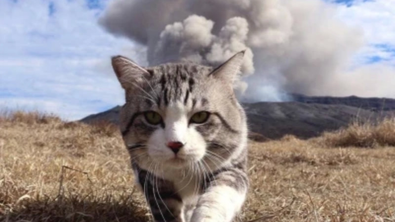 Meme mèo biểu cảm &quot;OK&quot; hoặc đồng ý