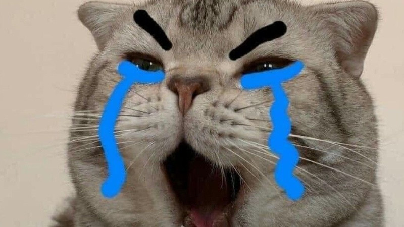 Meme mèo đang cố gắng làm gì đó nhưng thất bại, tình huống hài hước thường thấy trong ảnh chế