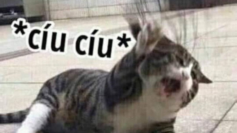 Meme mèo đang ngồi suy tư, một kiểu ảnh chế hài hước mới nhất mang tính triết lý