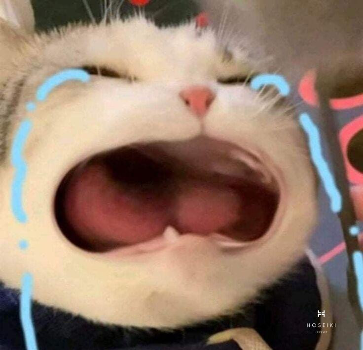 Meme mèo khiến mọi thứ trở nên vui nhộn hơn