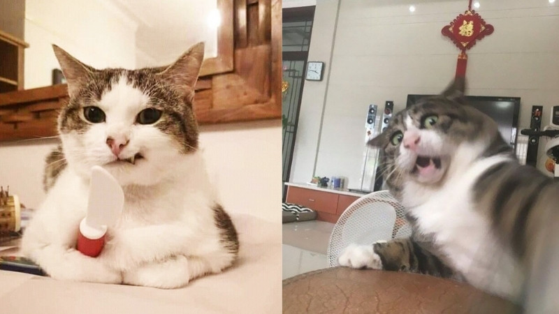 Meme mèo phản ứng hài hước