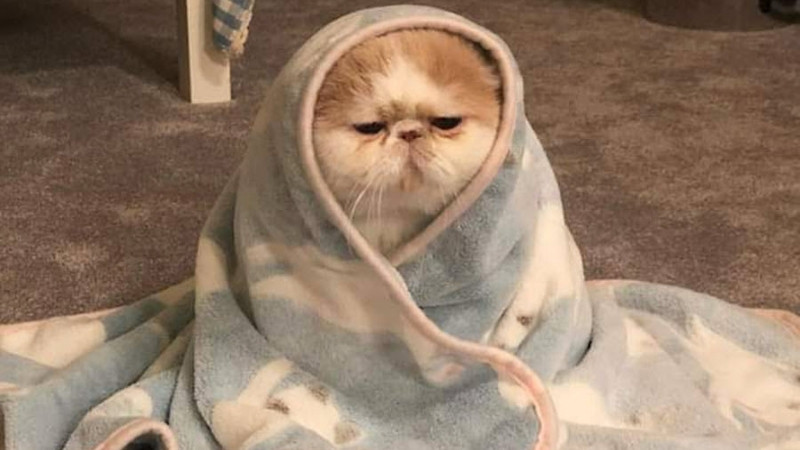 Meme mèo thể hiện sự hài lòng