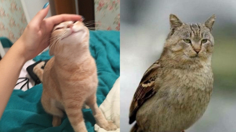 Meme mèo thể hiện sự ngạc nhiên