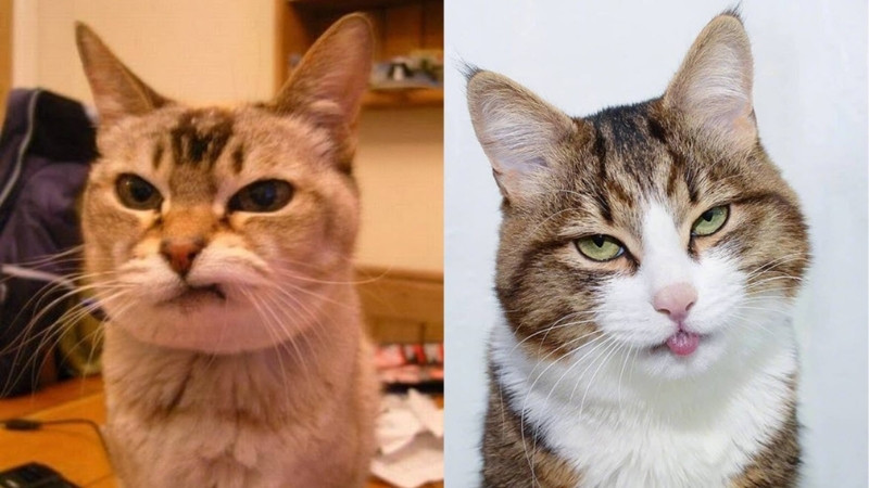 Meme mèo về sự bối rối