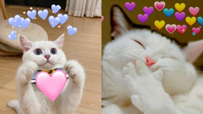 Meme mèo về sự phán xét