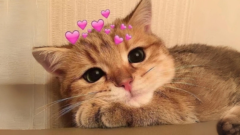 Meme mèo về sự tập trung hoặc cảnh giác