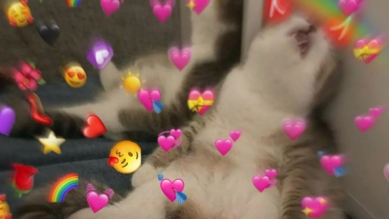 Meme mèo với biểu cảm &quot;deal with it&quot;