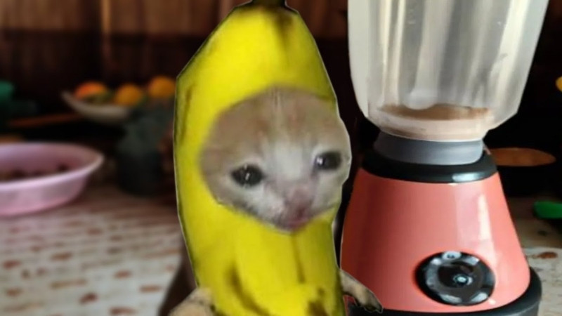 Meme mèo với biểu cảm hài hước