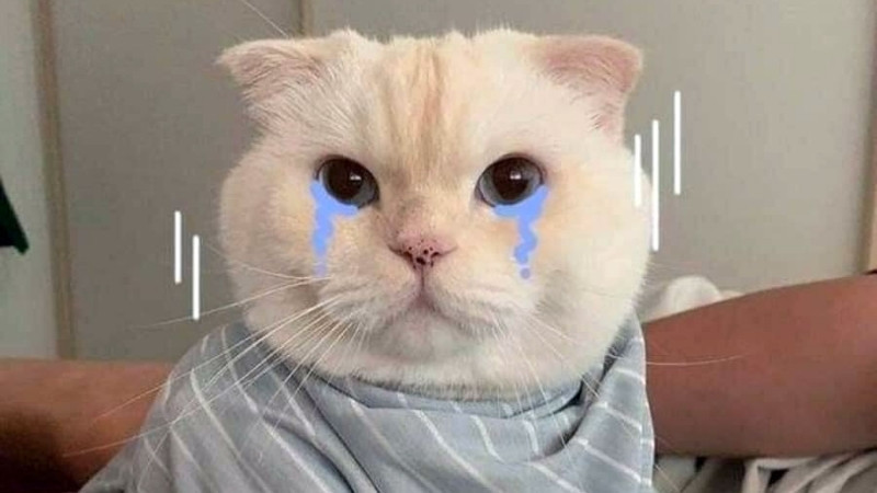 Meme mèo với nội dung ngộ nghĩnh