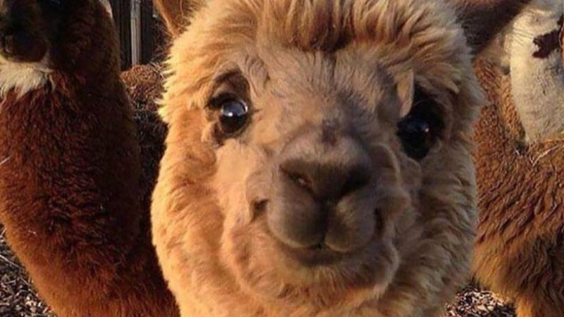 Meme từ biểu cảm của động vật tự nhiên