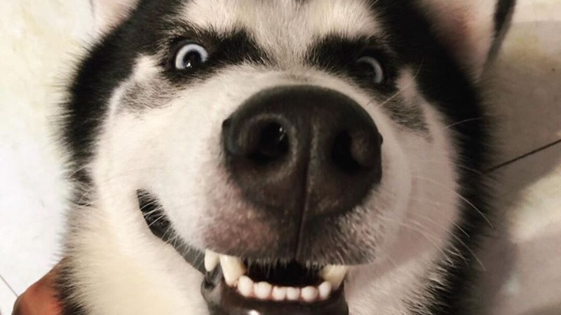 Meme về chó với biểu cảm hài hước