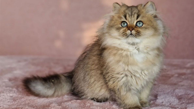 Mèo Anh lông dài ngầu khoe bộ lông trắng muốt tinh khôi