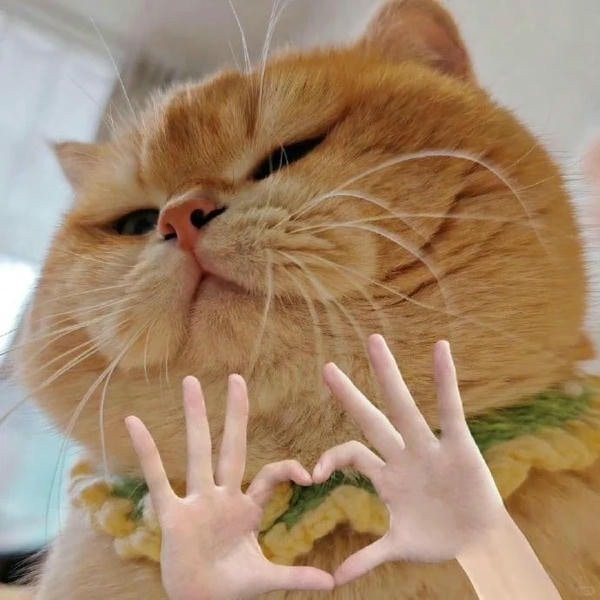 Mèo Anh lông ngắn màu xám đáng yêu được thêm biểu tượng trái tim