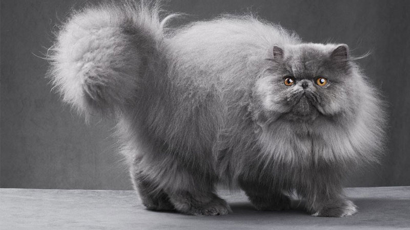 Mèo Ba Tư ngầu được chải chuốt kỹ lưỡng, bộ lông bồng bềnh