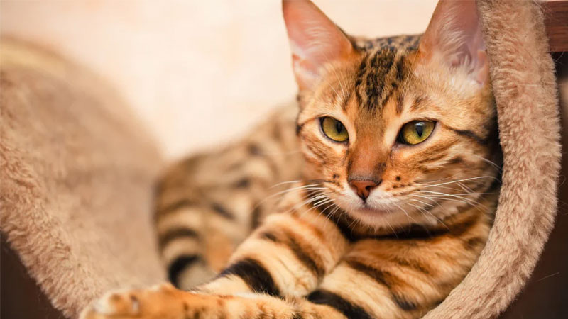 Mèo Bengal ngầu đang chơi đùa với đồ vật