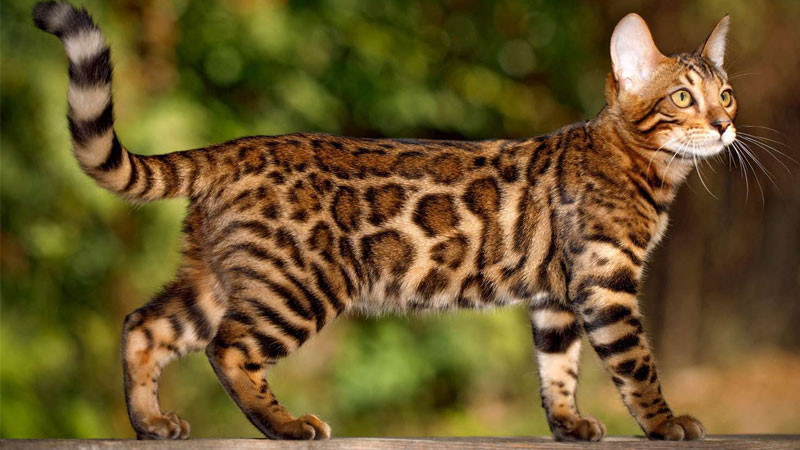 Mèo Bengal ngầu với bộ lông đốm đặc trưng và đôi mắt sắc sảo