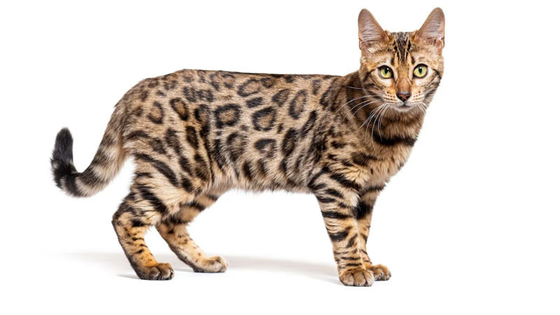 Mèo Bengal ngầu với bộ lông vằn ấn tượng