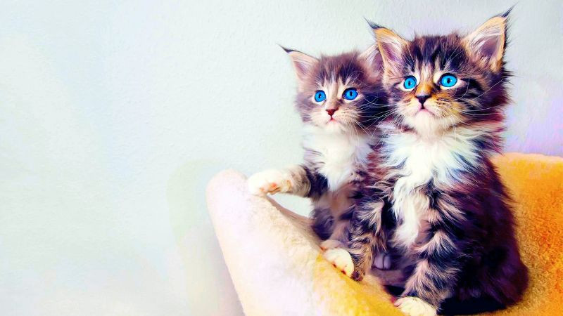 Mèo cặp đôi nhìn nhau đầy tình cảm