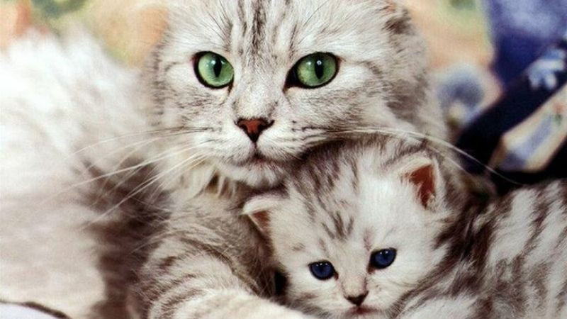 Mèo cặp đôi với biểu cảm dễ thương