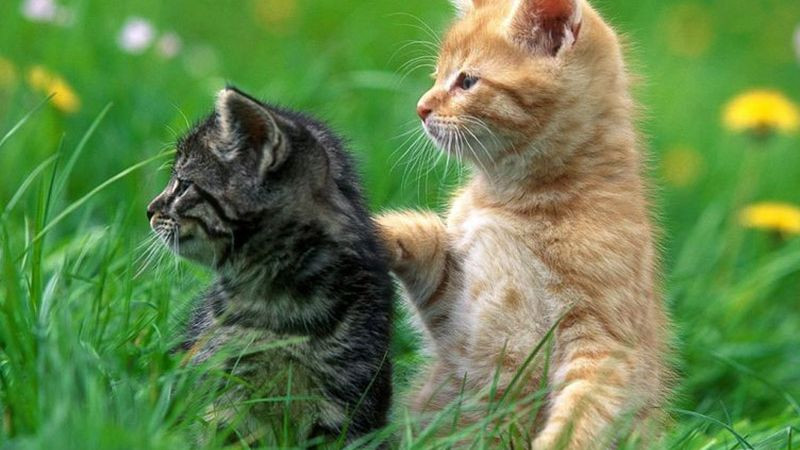 Mèo cặp đôi với tư thế thư giãn