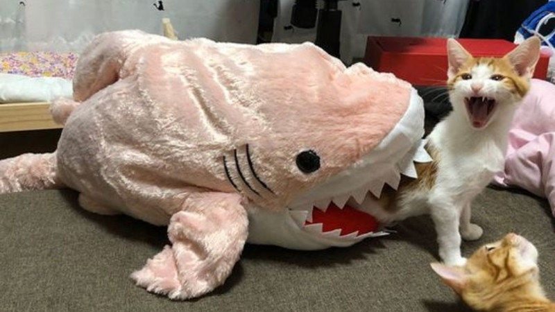 Mèo chui vào túi xách hoặc hộp một cách hài hước