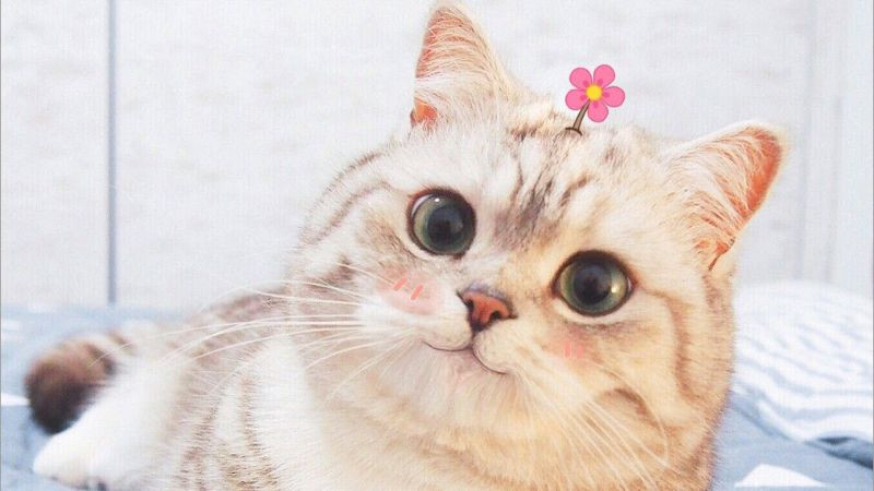 Mèo con cuộn tròn trong ổ