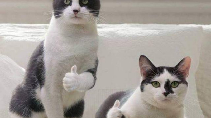 Mèo con đang làm những trò nghịch ngợm với mèo lớn hơn